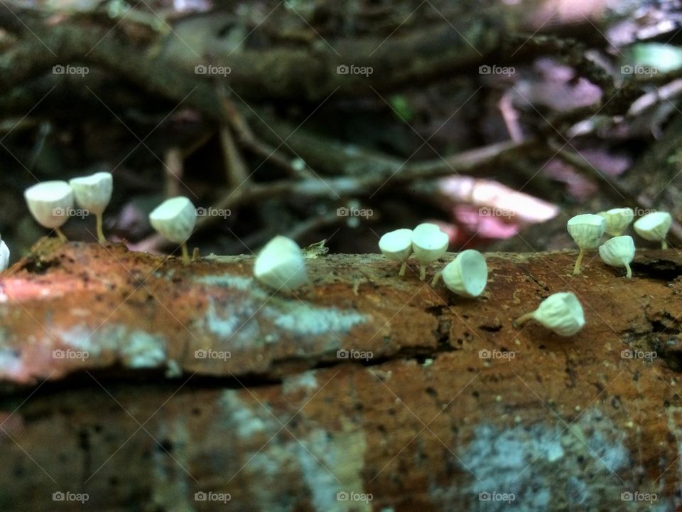 Fungi