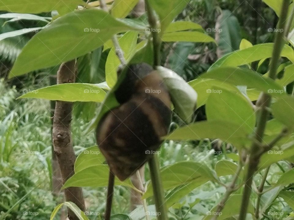 Snail on the plant