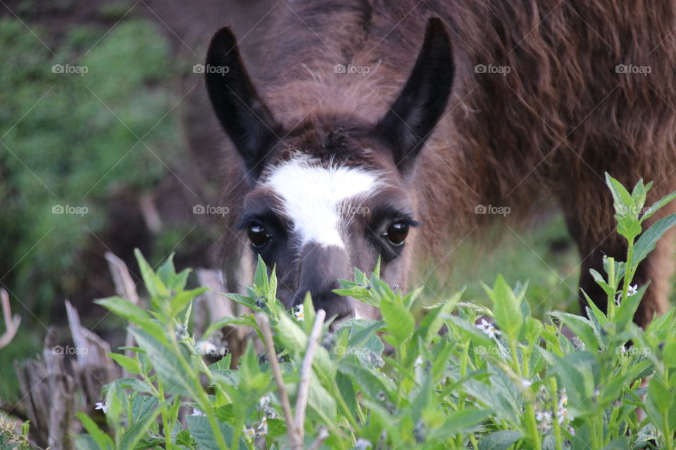 Alpaca in Ecuador 