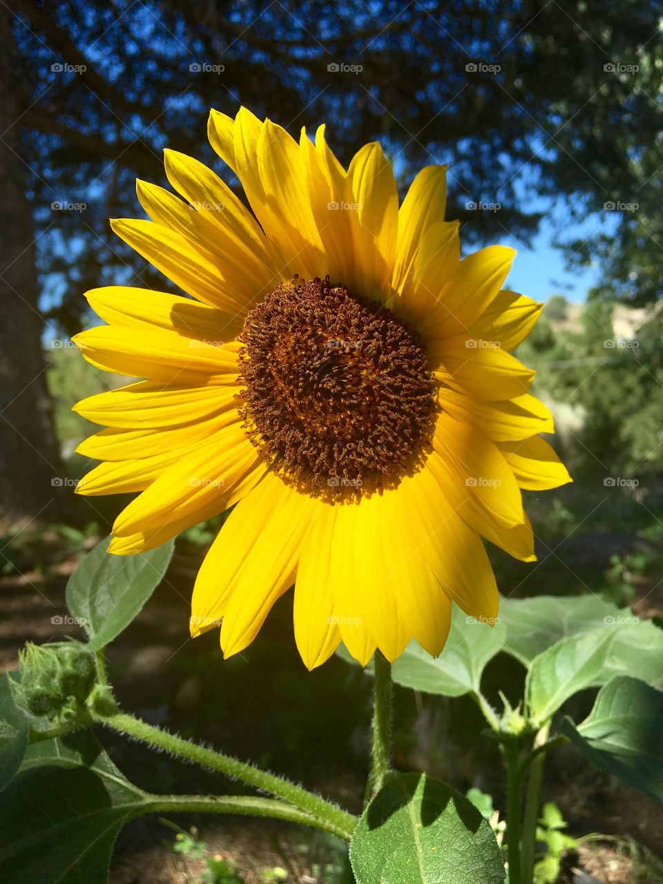 Sunflower