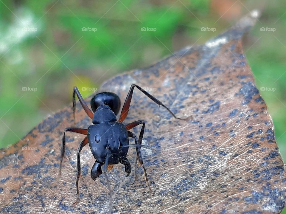 wallpaper background wildlife micro insect