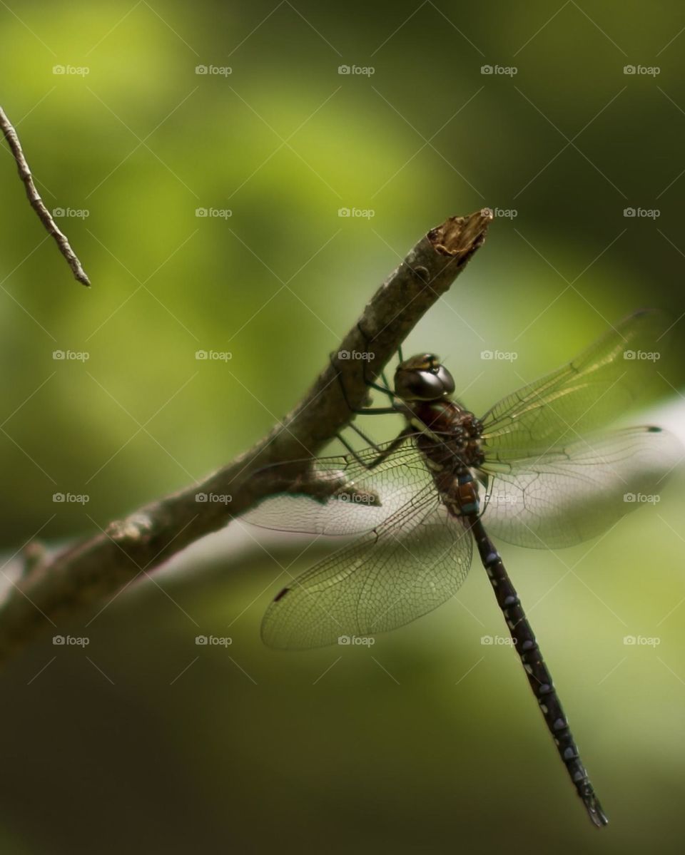 Mosaic Dander perched