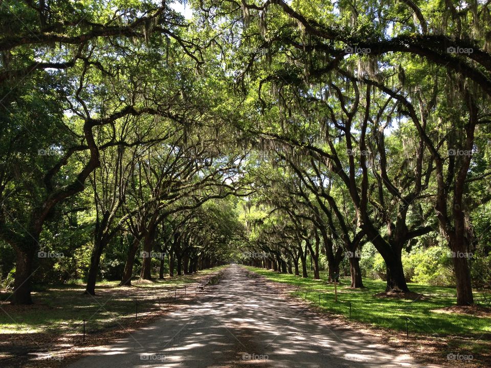 Wormsloe Road. Plantation old south 1700s historic oak moss park Savannah road shade