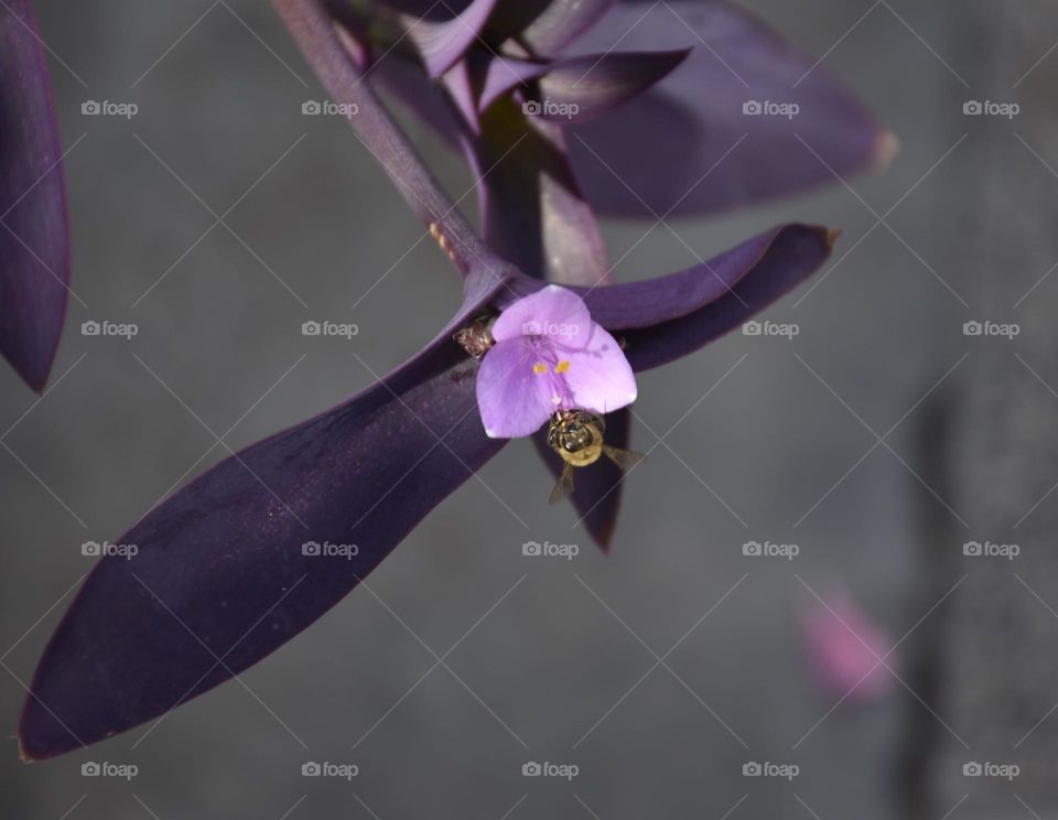 abeja sobre flor lila