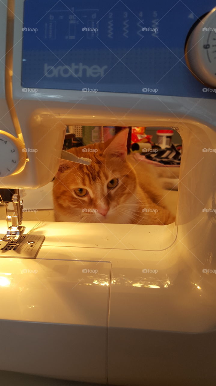cat watching me sew