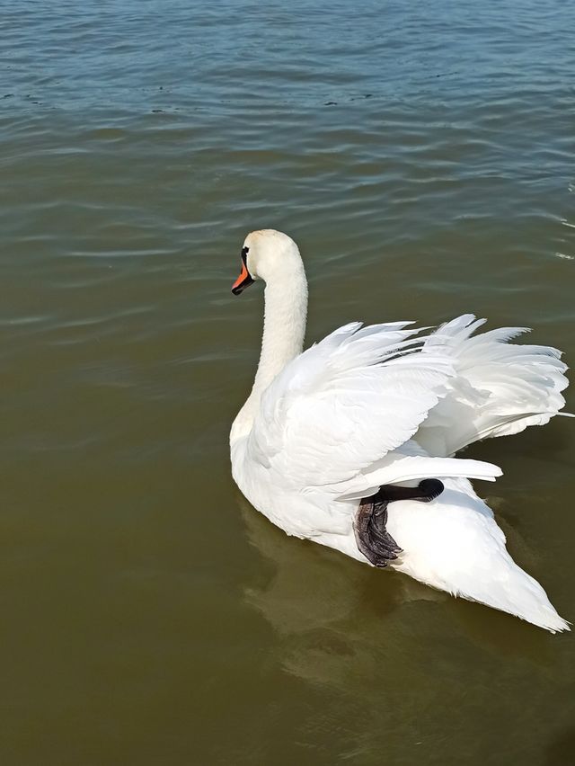 White swan cooling it's body. lifted feathers, lifted one leg. swimming