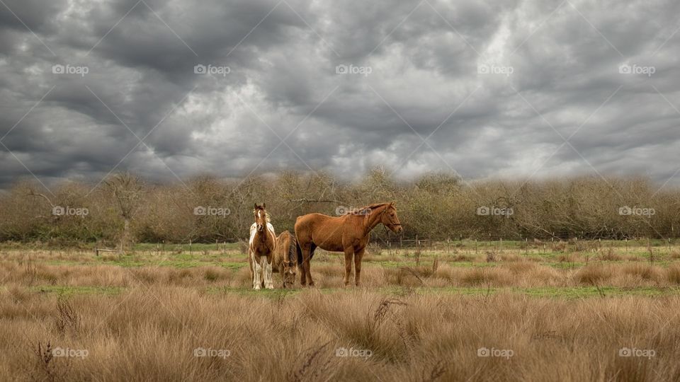 Wild horses grazing on grassy field