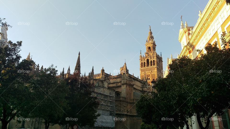 Seville cathedral