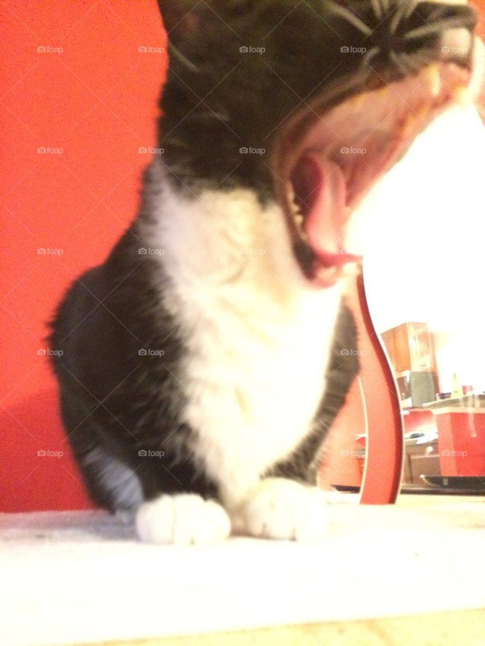 Cat yawn