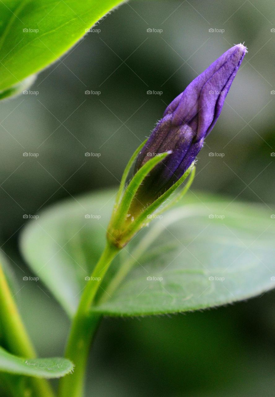 wild purple flower