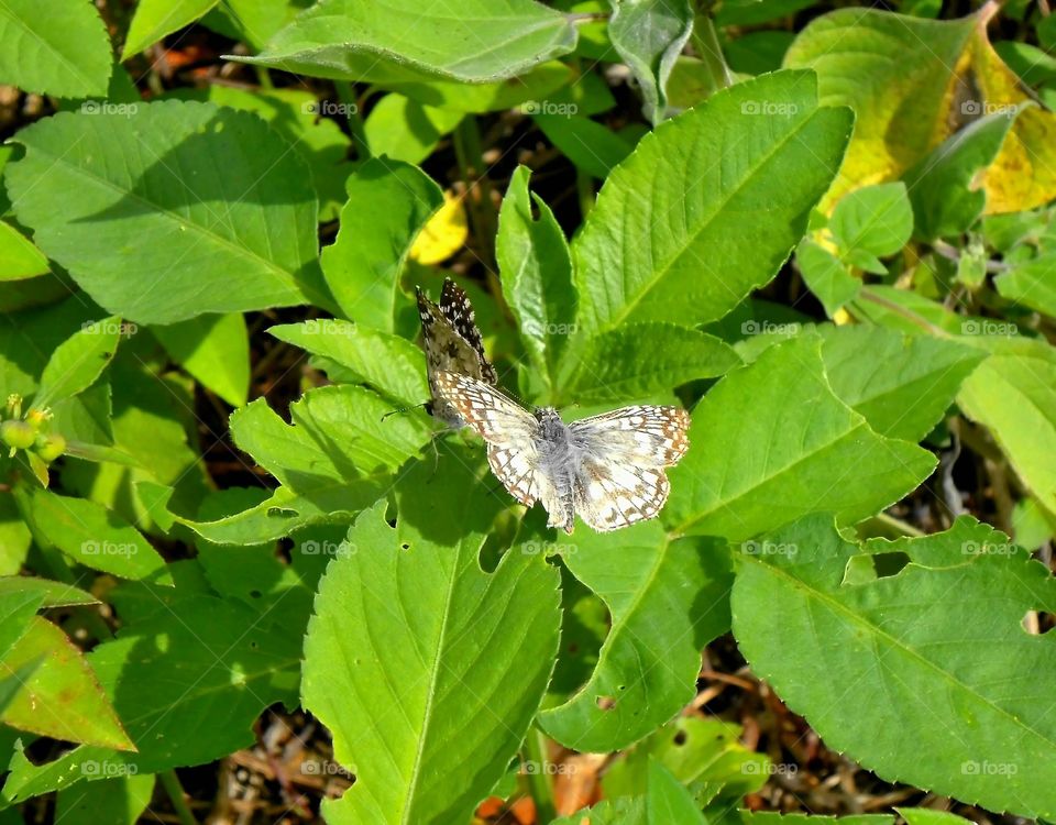 Butterfly courtship