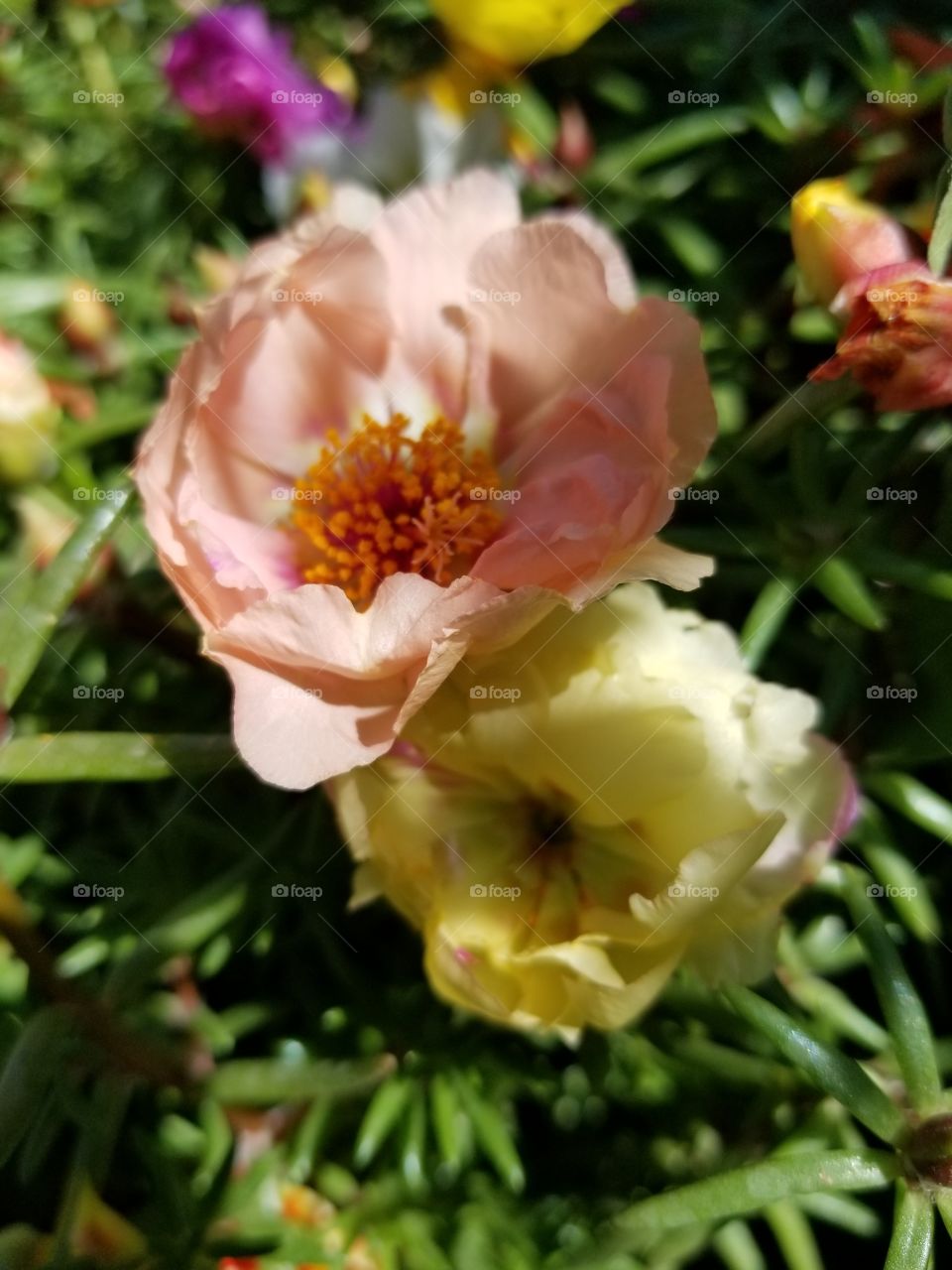 peach and yellow flowers