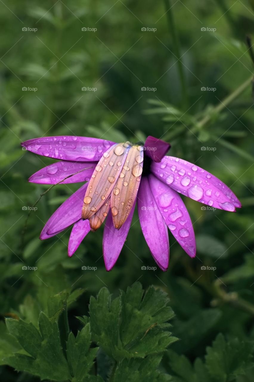 Lavander coloured flower full of rain drops