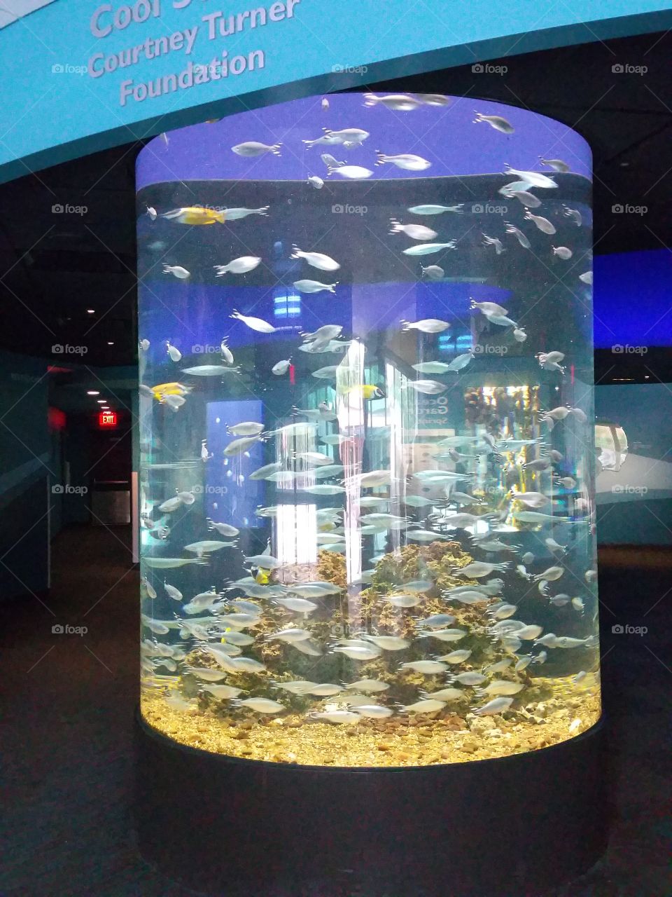 A tank full of fish