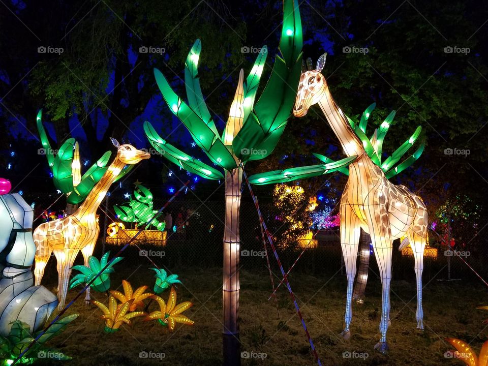 light lantern festival for the Chinese new year. tall giraffes.