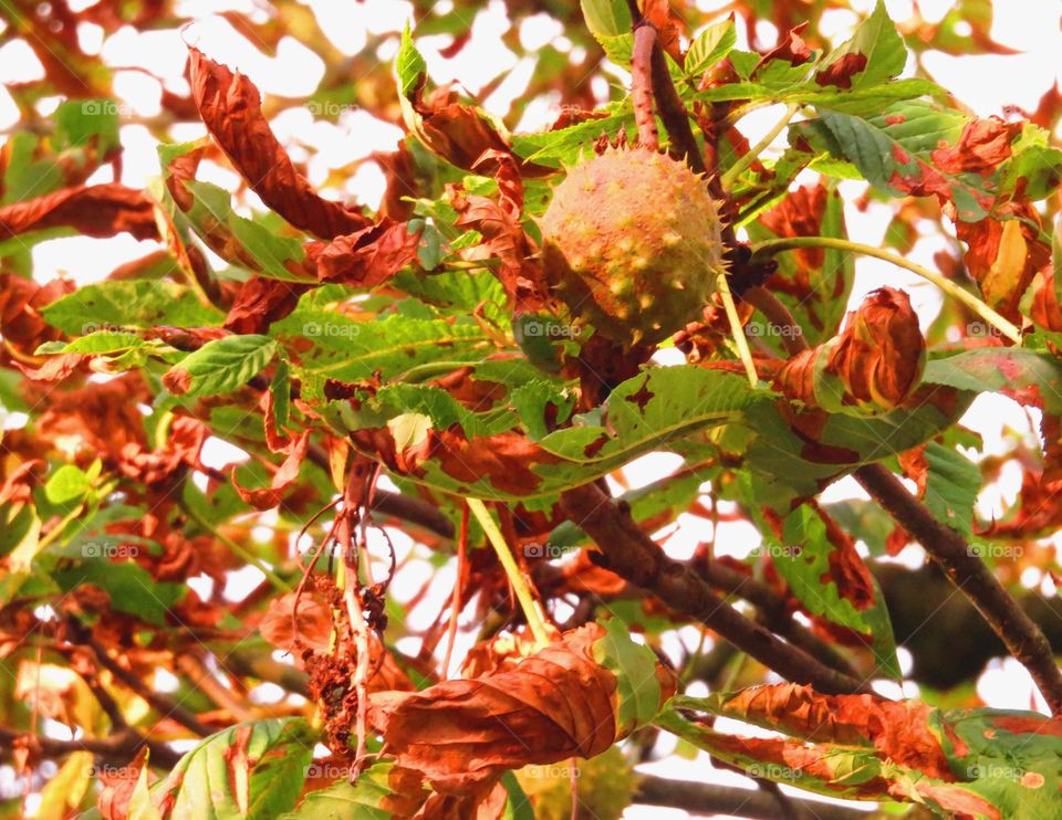 Close-up of uncultivated fruit and dry leaves