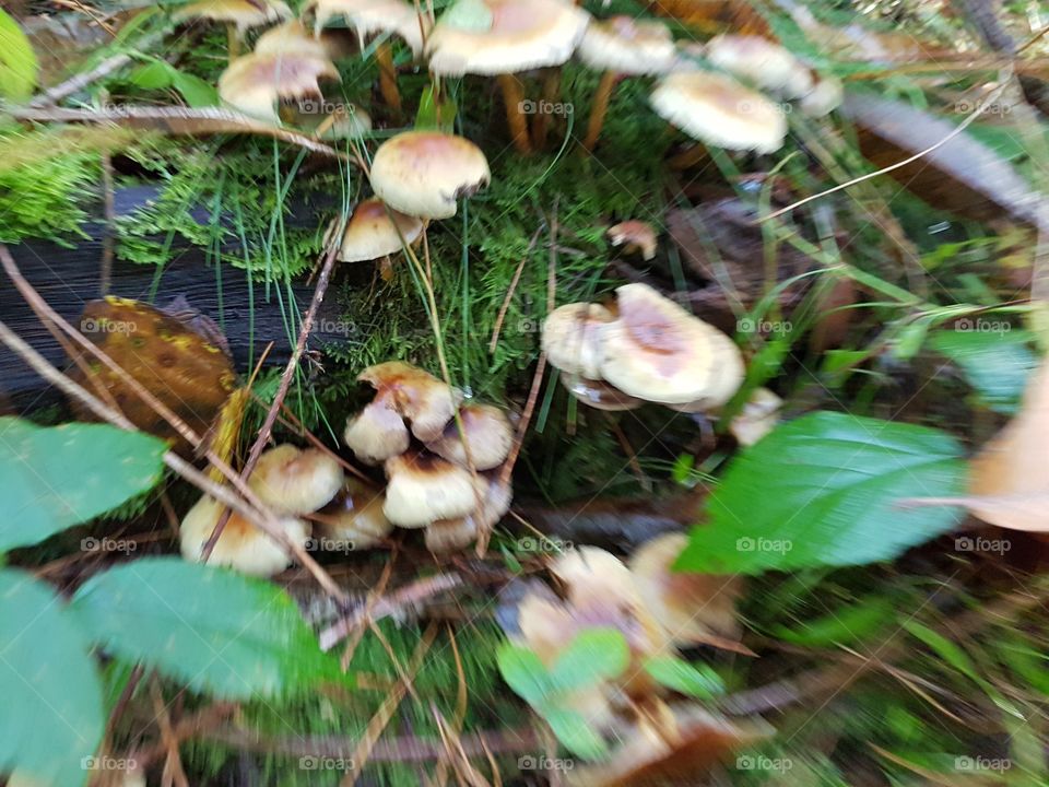 Fungus, Mushroom, Fall, Nature, Toadstool