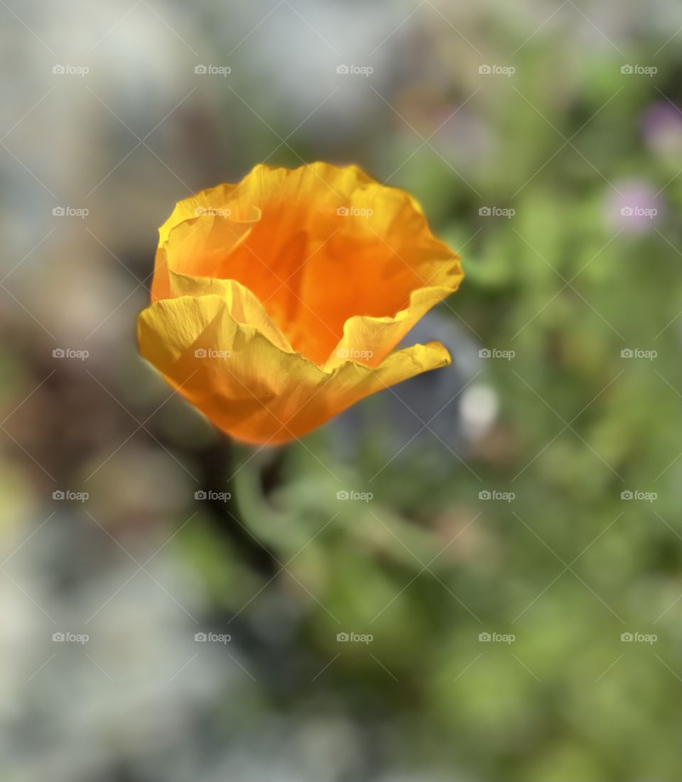 California poppy 