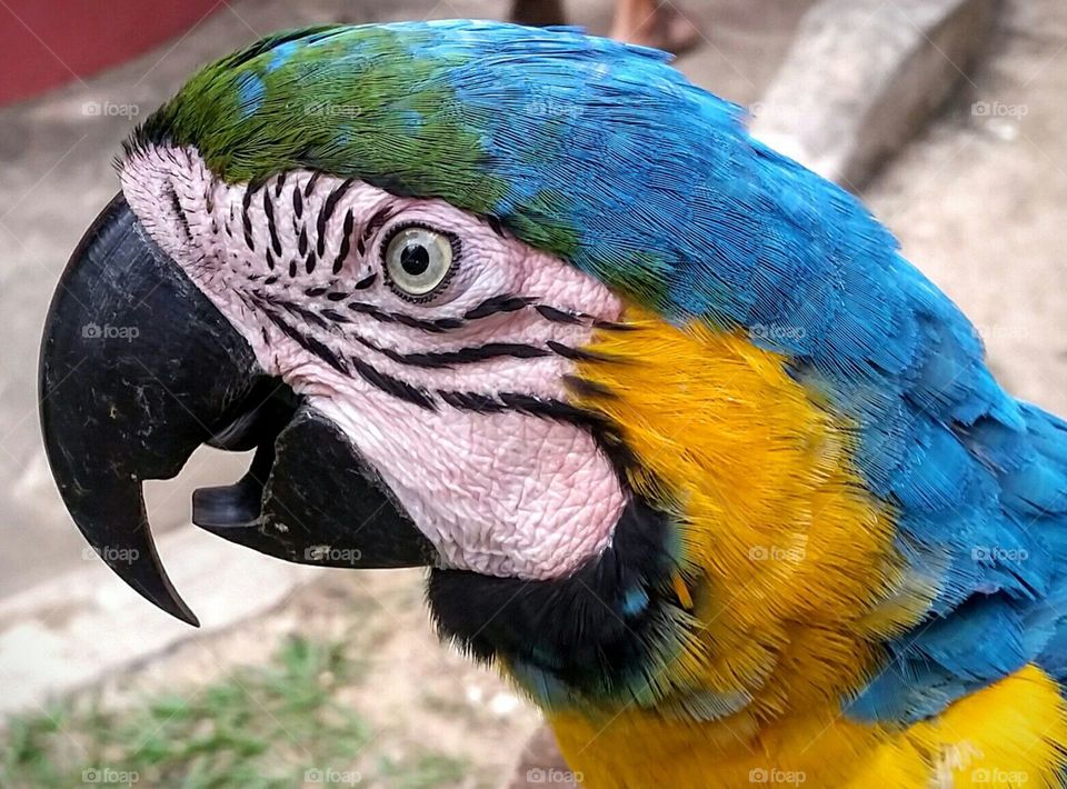 Macaw mate