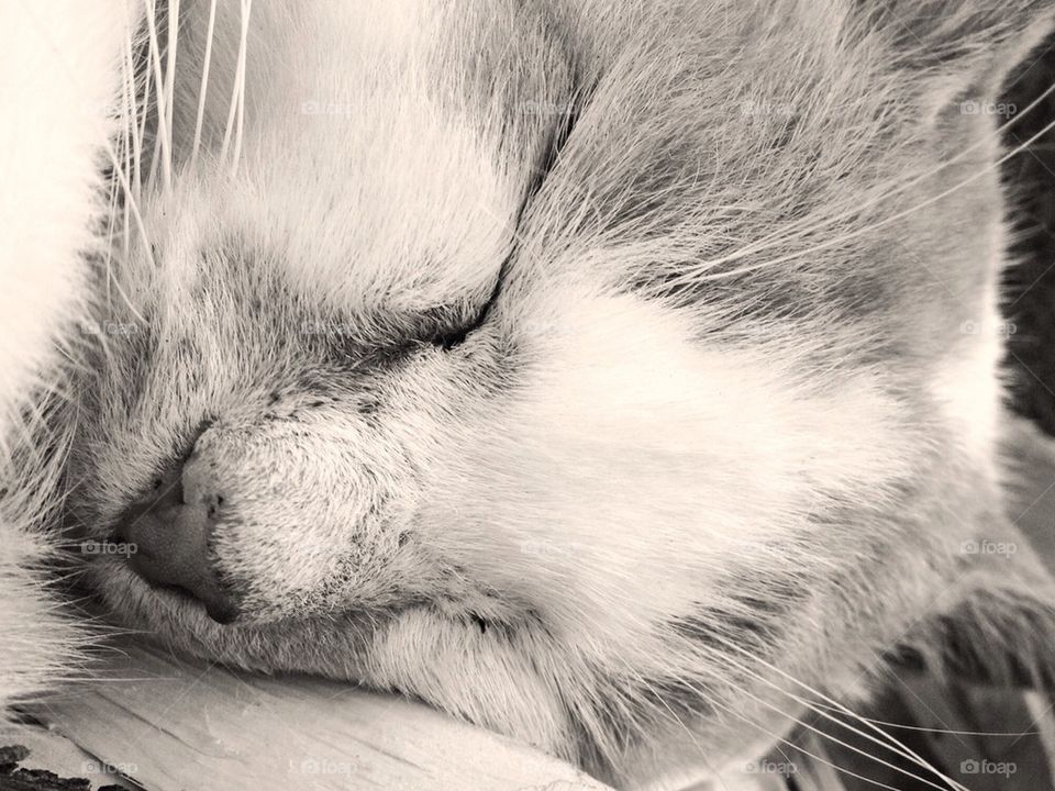 cat dream