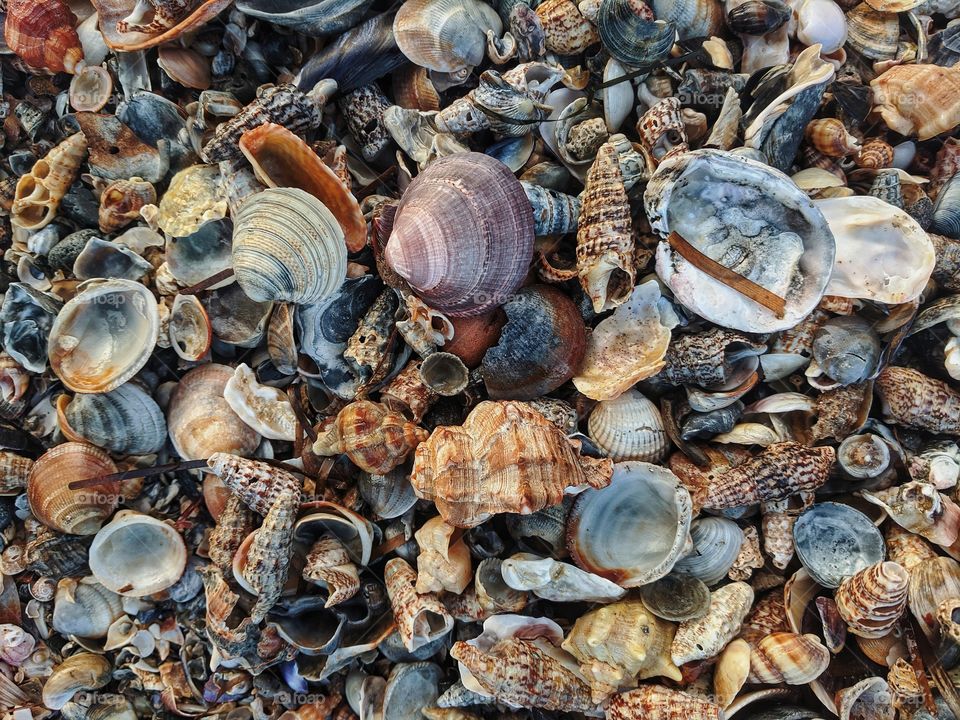 The texture of a variety of seashells on the Italian coast.