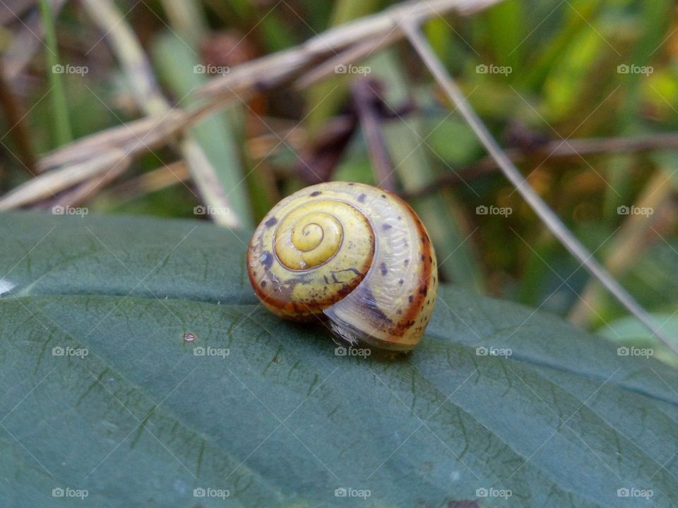 Colored snail and green leaf