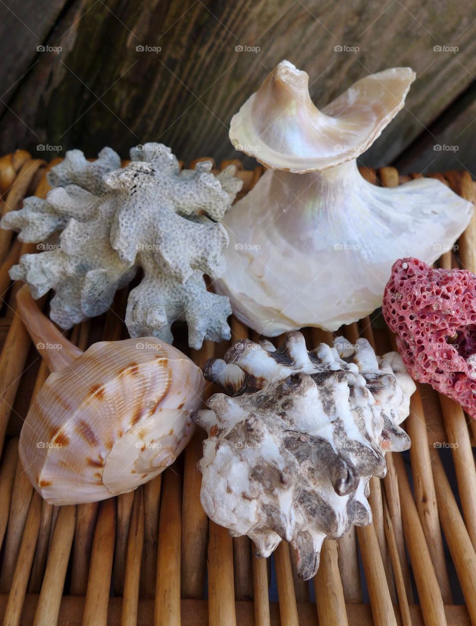 seashells on wicker with coral