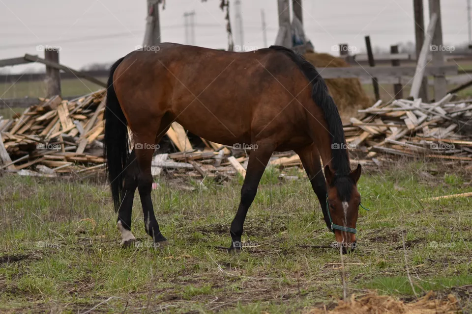 Horses
