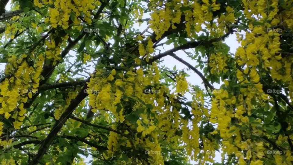 yellow nature 