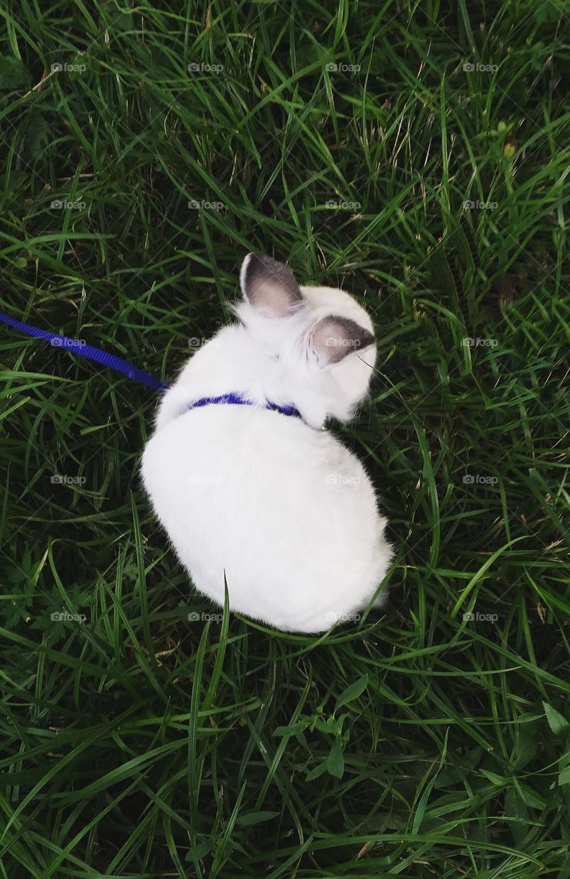 small rabbit pet walking outside, sitting on a green grass