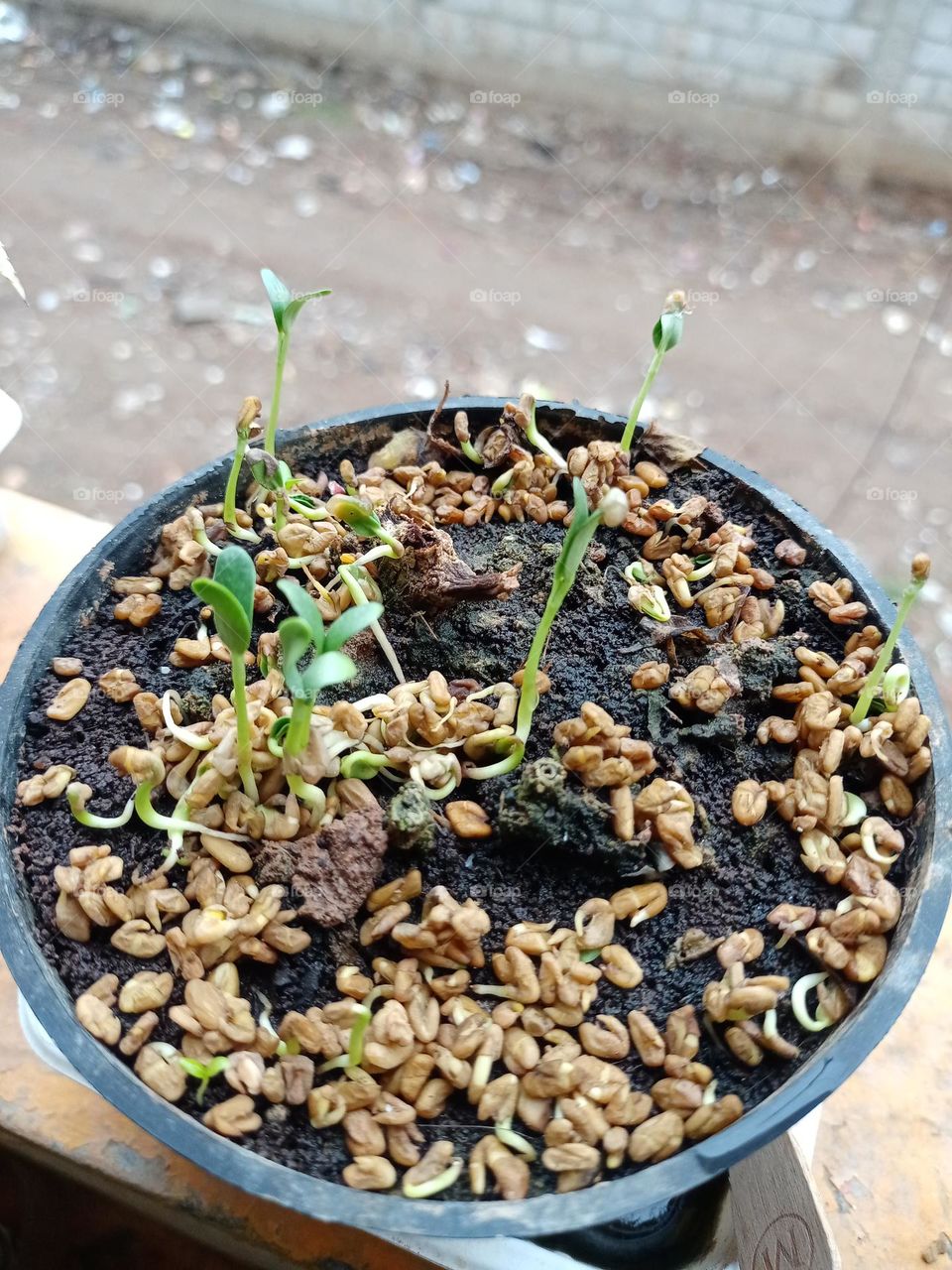 Fenugreek growing in pot front of balcony clousup photo