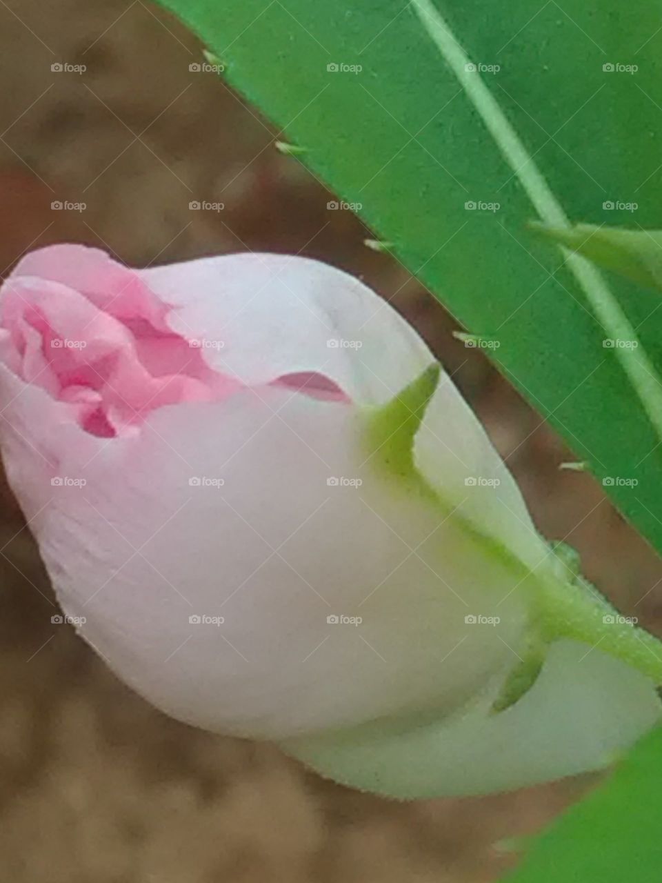 This pink flower is surrounded by flowers trying to hide beauty inside it.