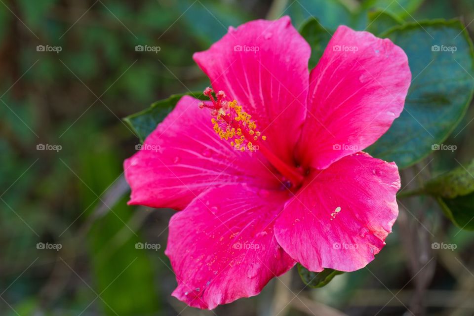 Pink Hibiscus