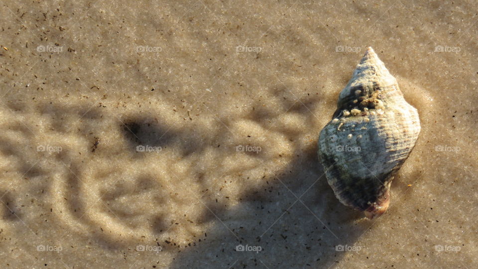Hermit crab on the beach