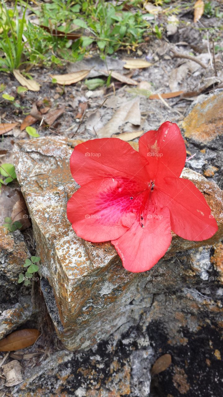 Red flower on Rock