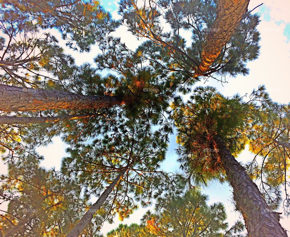 Looking up. Looking skyward into the trees.