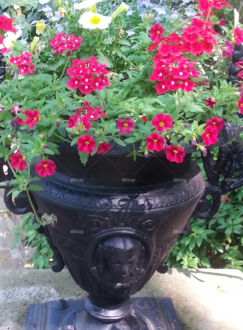 Flowers in Pot