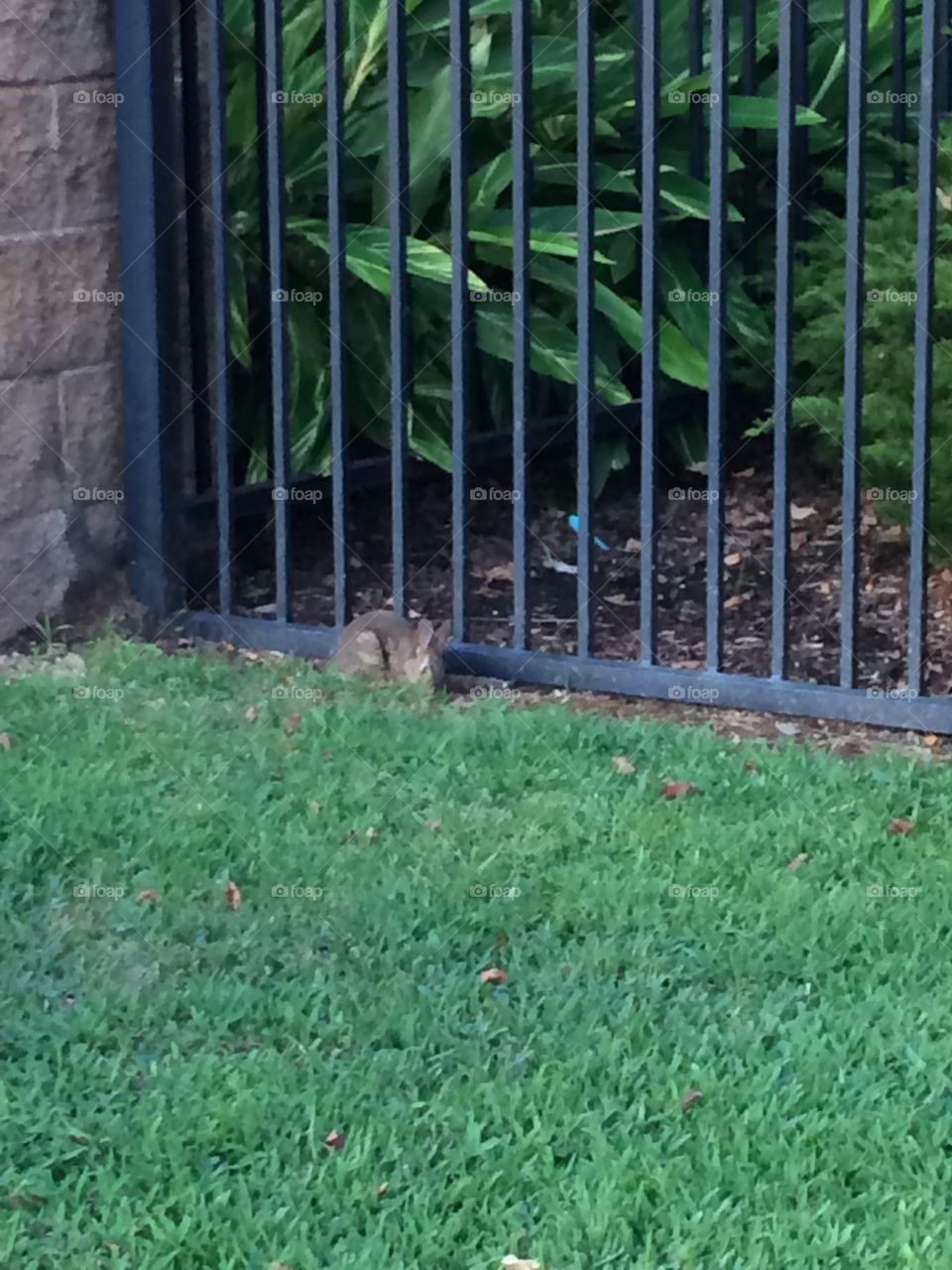 The Rabbit. Saw this rabbit hang in out.