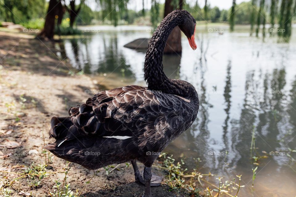 Black swan standing near pond