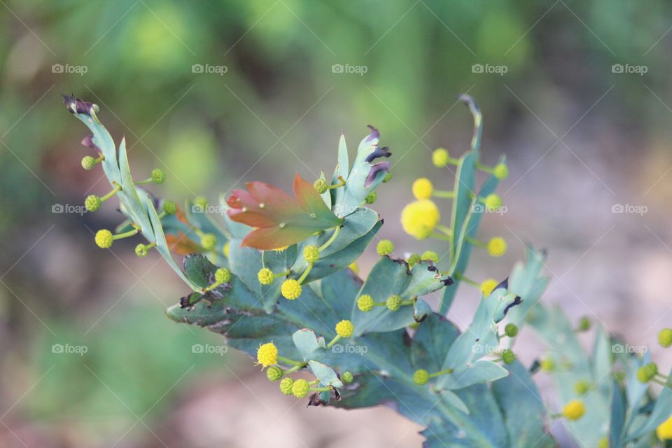 Unique shapes of nature in plants