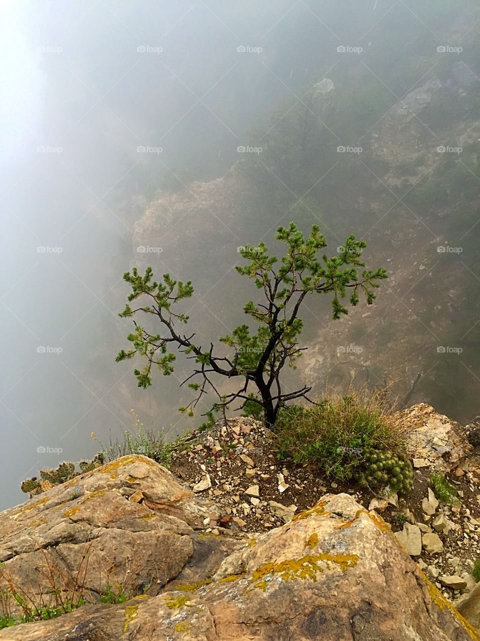 Single tree on mountain