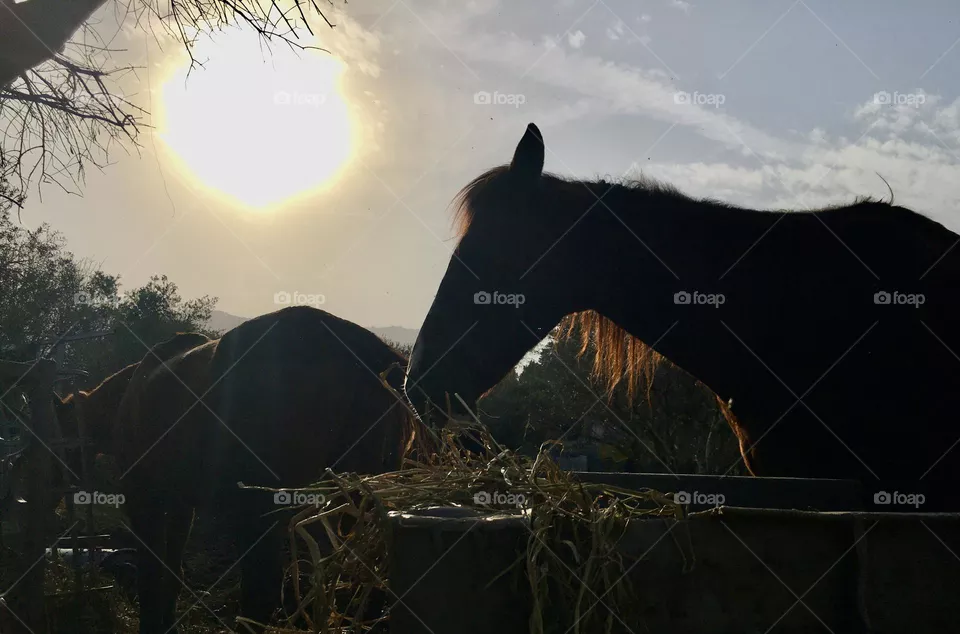 Sunset at a horse farm