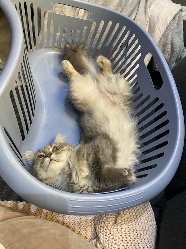 Adorable cat