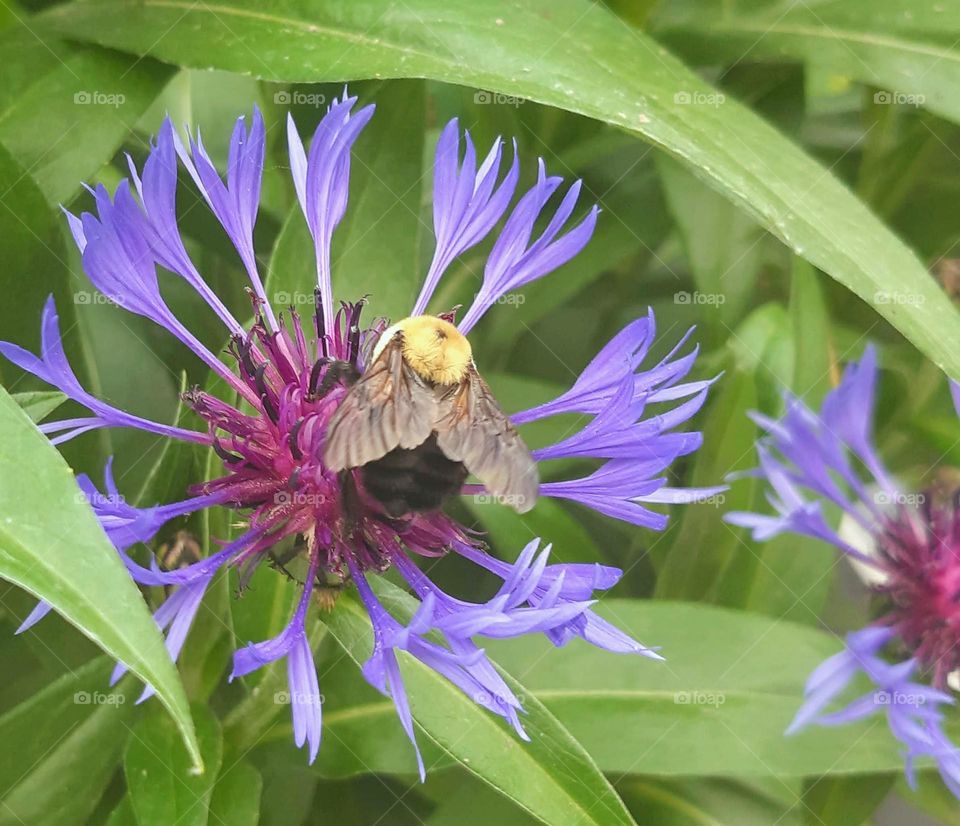 Bee pollinator