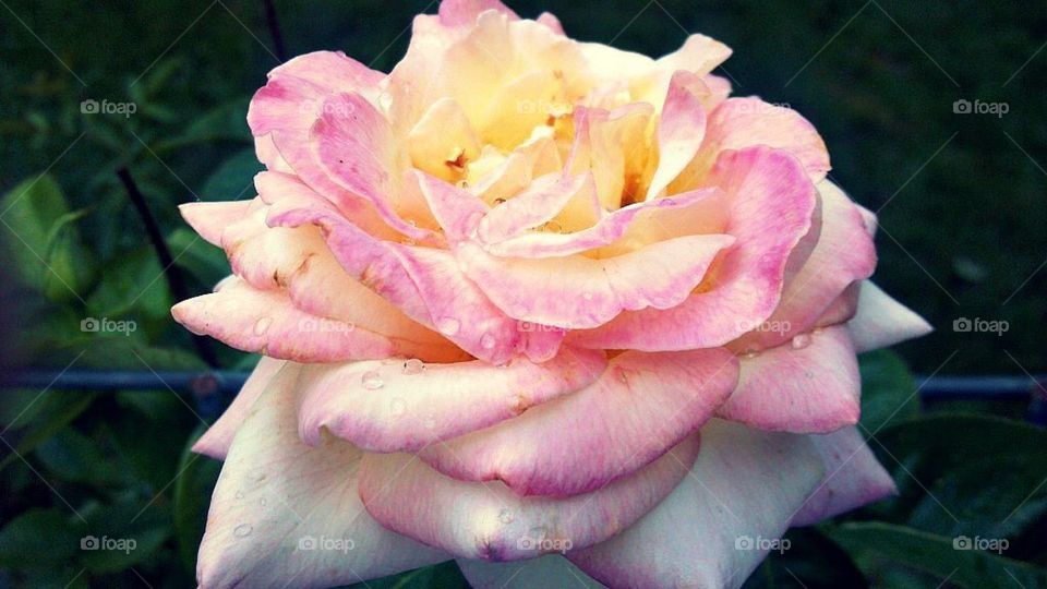 Peace Rose 