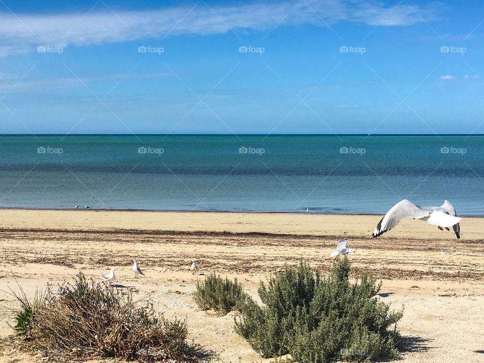 Seagulls in mid flight on south Australia beach foreground 