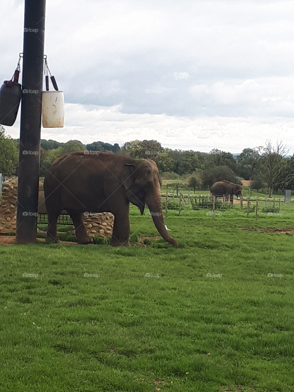 No Person, Mammal, Elephant, Grass, Outdoors