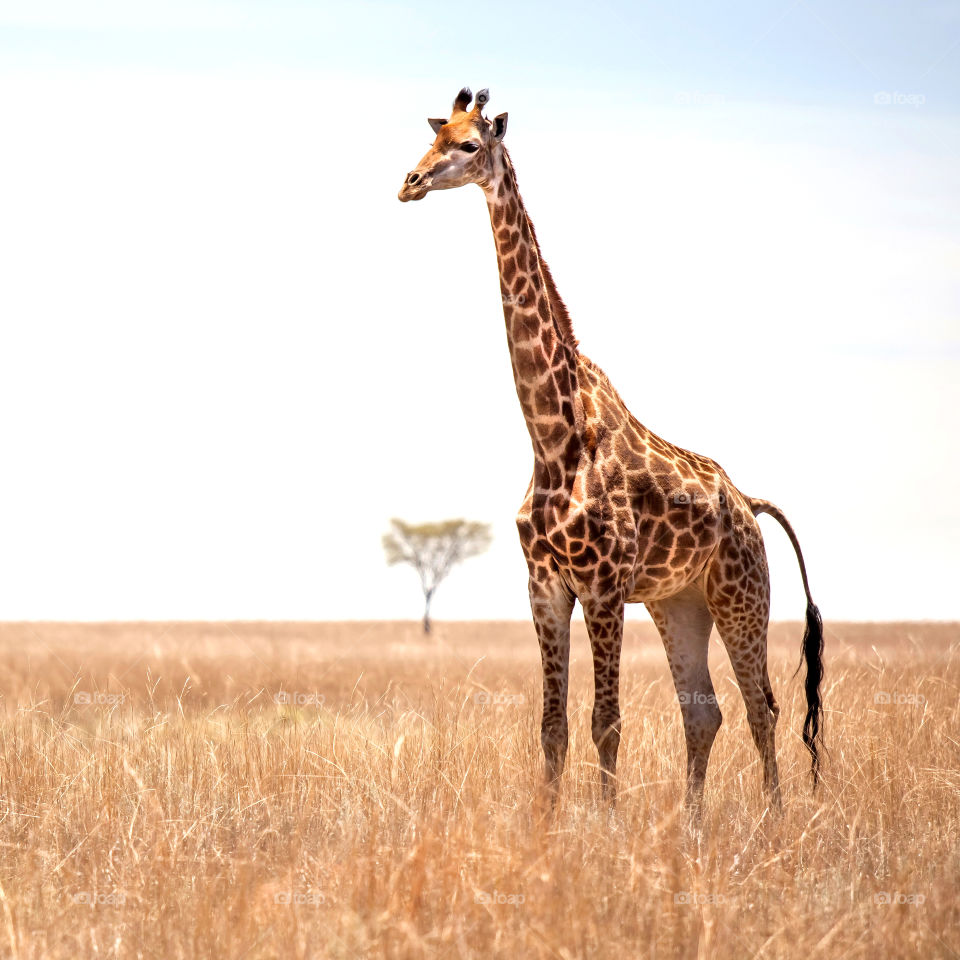 Giraffe standing in grassland. The African Savannah. 