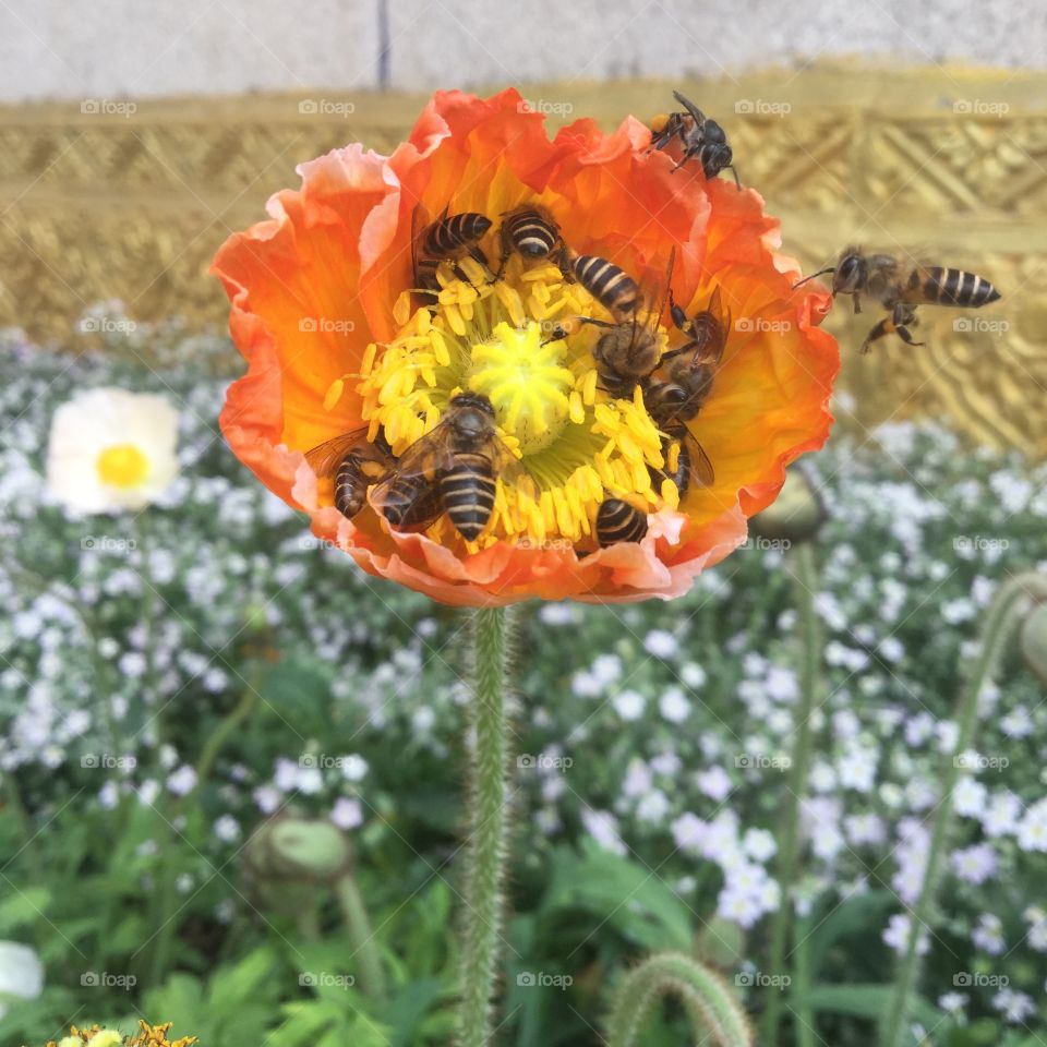 Bee. Flower. Sun.