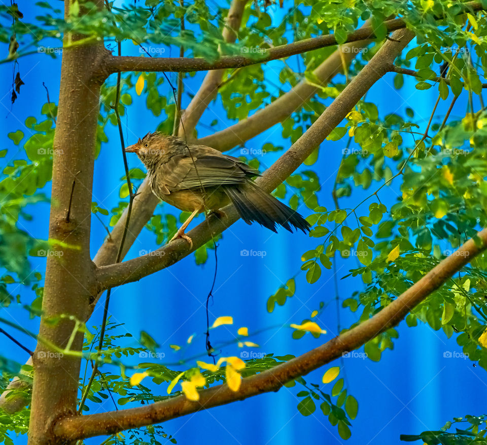 Bird photography  - yellow babbler